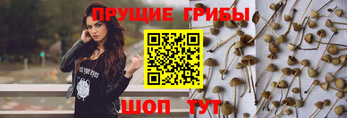 Псилоцибиновые грибы GOLDEN TEACHER Чита